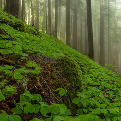 Oxalis, also known as wood-sorrel, covers the Douglas Fir Forest in Western Oregon as the sun breaks thru the fog .