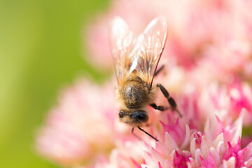 Honey bees collect pollen Spiraea flower. Macro shot.