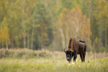 European bison in Białowieża forest, Poland