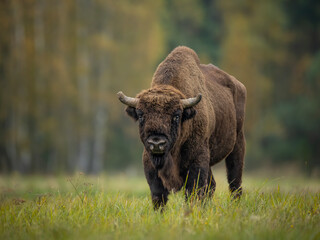 Fototapeta premium European bison in Białowieża forest, Poland