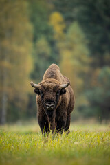 European bison in Białowieża forest, Poland
