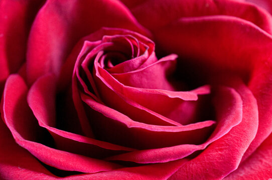 close up or macro photography, red rose petals still life