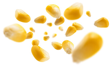 Ripe corn grains levitate on a white background