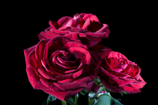 still life, three red roses light painting photography, in a dark background