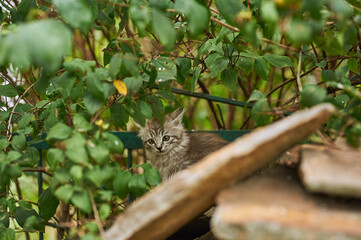 little gray cat with green eyes licked and sits in green bushes on stones