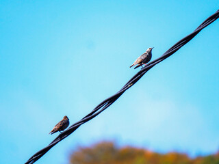 Etourneaux en duo © pascal