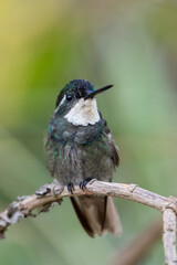 Green Violet-ear (Colibri thalassinus) hummingbird in flight isolated on a green background in Costa Rica