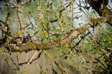 Ready to fly - Wood duck (Aix sponsa). Ridgefield National Wildlife Refuge, WA.