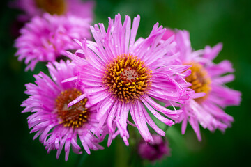 Obraz premium Autumn Aster flowers with water drops.