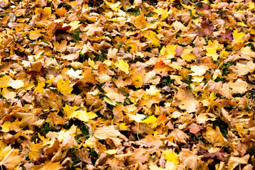 autumn leaves on the ground