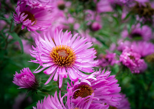Autumn Aster flowers with water drops.