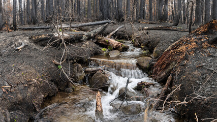 Small un-named creek crosses the the Pacific Crest Trail near Mt Jefferson in Oregon. The Whitewater Fire of 2017 burned over 14,000 acres of forest so severely that little re-growth occurred