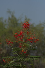 Royal poinciana ,Delonix regia is a species of flowering plant in the bean family Fabaceae,...
