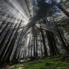 Plakat Sunburst thru the fog. Marys Peak National Recreation Area, Oregon.