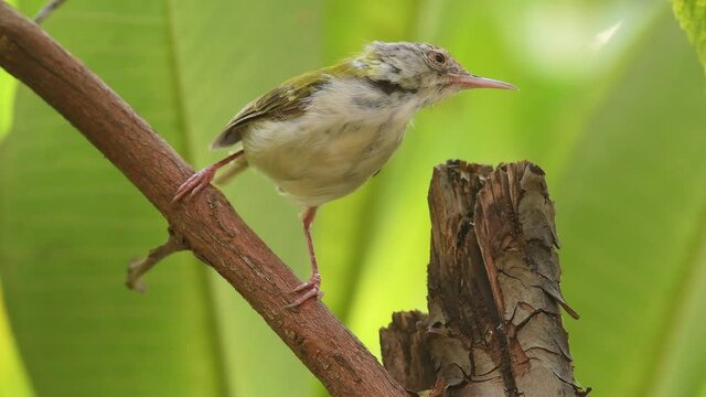 common tailorbird or Orthotomus sutorius a small shy bird with beak open in natual green background leaving perch at keoladeo national park or bharatpur bird sanctuary rajasthan india