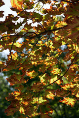 Colorful autumn leaves and branches against the blue sky and sun. Season, nature, autumn card, thanksgiving, fall background concept.Copy space, selective focus..