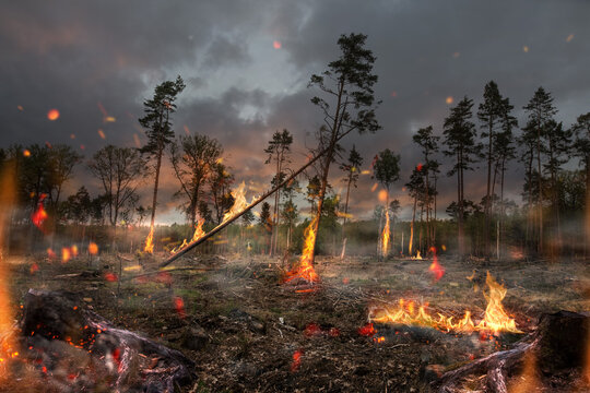 Waldbrand 