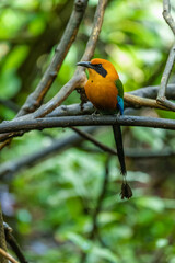 The broad-billed motmot (Electron platyrhynchum) is a species of bird in the family Momotidae. It is found throughout Central America