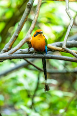The broad-billed motmot (Electron platyrhynchum) is a species of bird in the family Momotidae. It is found throughout Central America