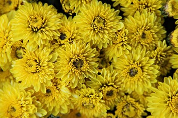 한국 인천시 부평구 부평문화의거리꽃축제입니다