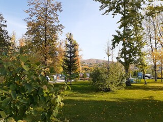 
beautiful autumn trees in the park