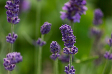 Obraz premium lavender flowers - close-up. A bouquet of fragrant flowers in lavender fields in French Provence near Valensole