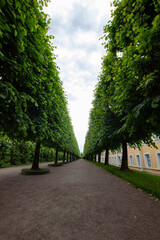 Fototapeta na wymiar Avenue of beautiful green spaces. The road through the forest. Parks of Russia.