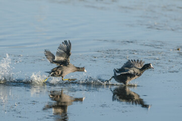 Fototapeta premium American Coot (Fulica americana) in Malibu Lagoon, California, USA