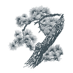 Christmas pine tree branch, hand drawn vintage style. Vector