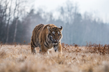 Plakat Siberian Tiger running. Beautiful, dynamic and powerful photo of this majestic animal. Set in environment typical for this amazing animal. Birches and meadows