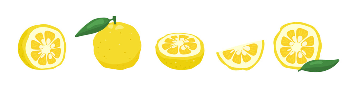 Yuzu japanese citron fruit vector illustration isolated on white background. Full citrus yuzu fresh fruit with green leaves.