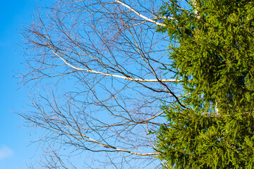 Birch branches without leaves and spruce branches against the blue sky in autumn and early spring. Beautiful natural background
