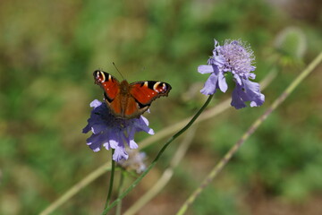 紫色のマツムシソウに色鮮やかなクジャクチョウ
