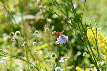 紫色のマツムシソウに色鮮やかなクジャクチョウ