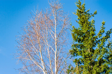 Birch branches without leaves and spruce branches against the blue sky in autumn and early spring. Beautiful natural background
