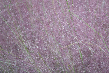 Grass in light purple pastel colors.