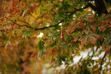 Chestnut tree branches with brown green foliage if autumn park.