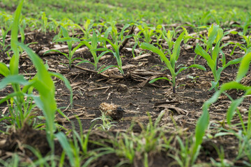 Corn plants that are planted in rows shortly after germination.