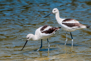 American Avocet (Recurvirostra americana) in Malibu Lagoon, California, USA