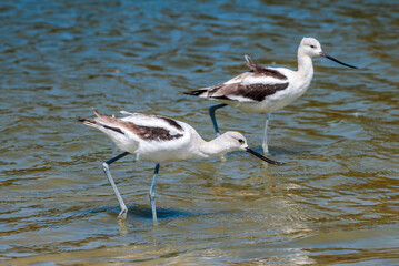 American Avocet (Recurvirostra americana) in Malibu Lagoon, California, USA