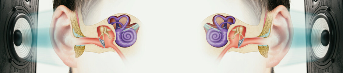 Sound speaker and structure of the human ear. Influence of loud sound on hearing.