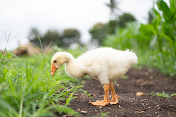 The yellow gosling walked to the grass, and the light shone from behind.