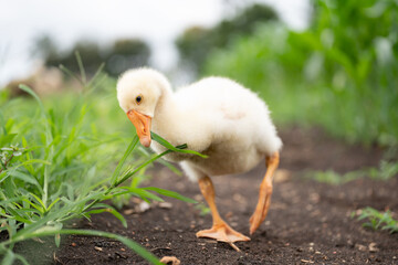 The yellow gosling walked to the grass, and the light shone from behind.