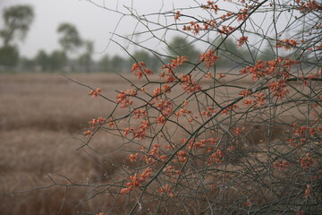 Capparis decidua, known in Hindi as karira or kerda, is a useful plant in its marginal habitat. Its...