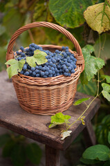 Fototapeta na wymiar Still-life. Bunches of blue grapes in a basket on a wooden bench.