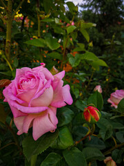 pink flowers