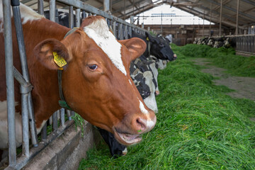Cows eating fresh grass at feed gate. Modern Stable Netherlands. Farming. Cattle breeding.