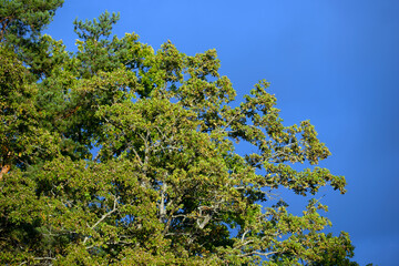 tree with sky, nacka, stockhom, sverige, sweden