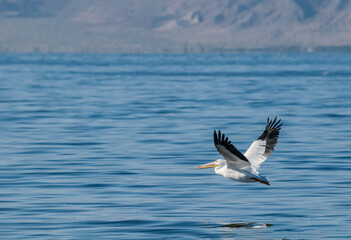 Fototapeta na wymiar The American White Pelican (Pelecanus erythrorhynchos) on Salton Sea, Imperial Valley, California, USA