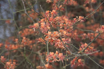 Capparis decidua, known in Hindi as karira or kerda, is a useful plant in its marginal habitat. Its...
